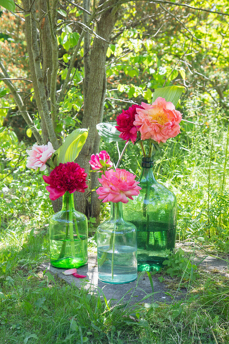 Various peonies in glass vases in the garden