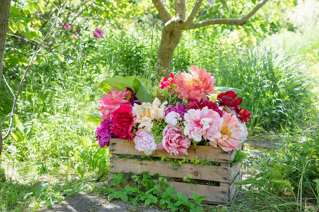 Blooming peonies (Paeonia) in wooden box in the garden