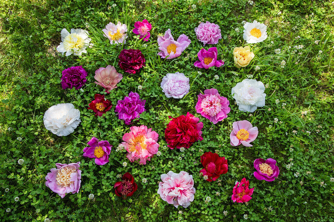 Colourful peonies (Paeonia) decoratively distributed on a green lawn