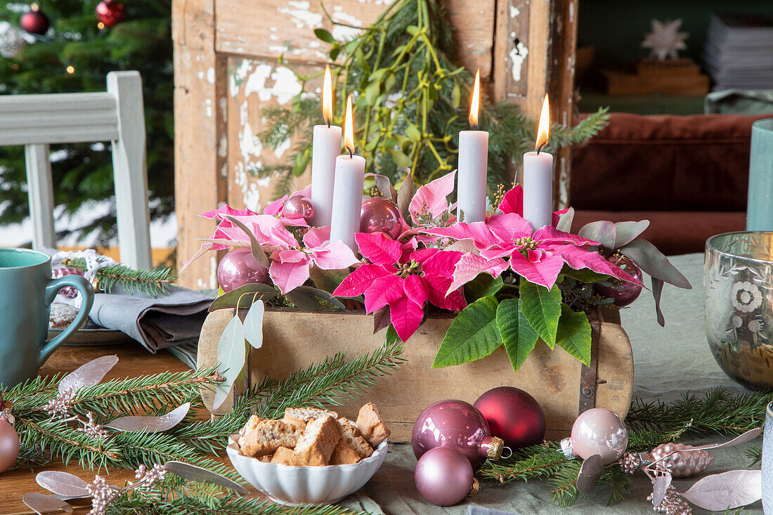 Weihnachtliche Tischdekoration mit Adventskranz und pinken Weihnachtssternen (Euphorbia pulcherrima)