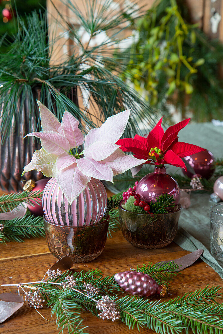 Weihnachtliche Dekoration mit Weihnachtssternen-Blüten (Euphorbia pulcherrima) und Tannenzweigen