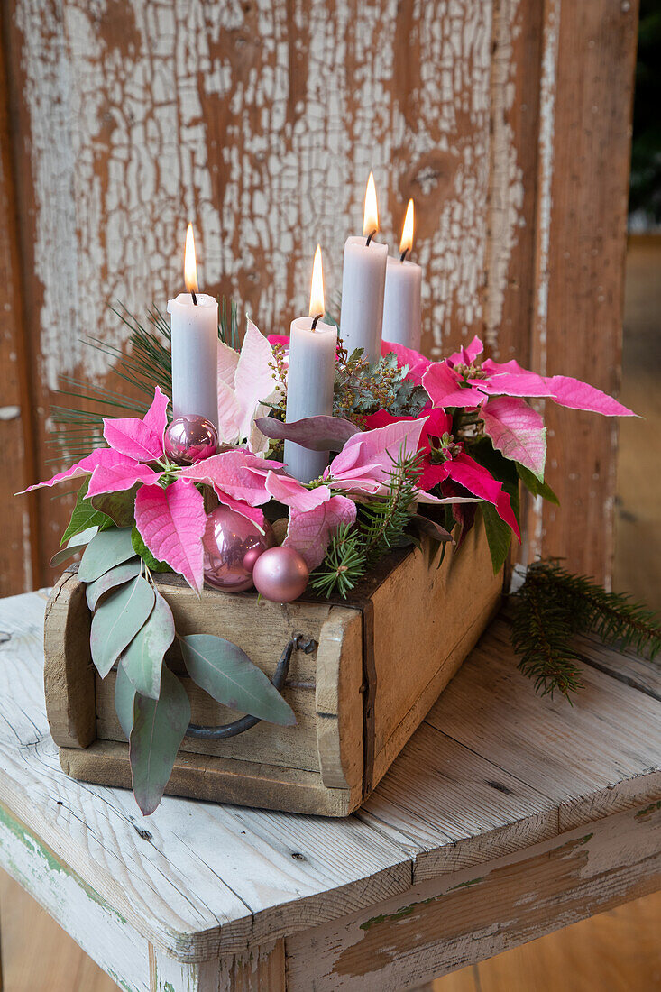 Adventsgesteck mit rosa Weihnachtssternen (Euphorbia pulcherrima) und Kerzen in Holzkiste