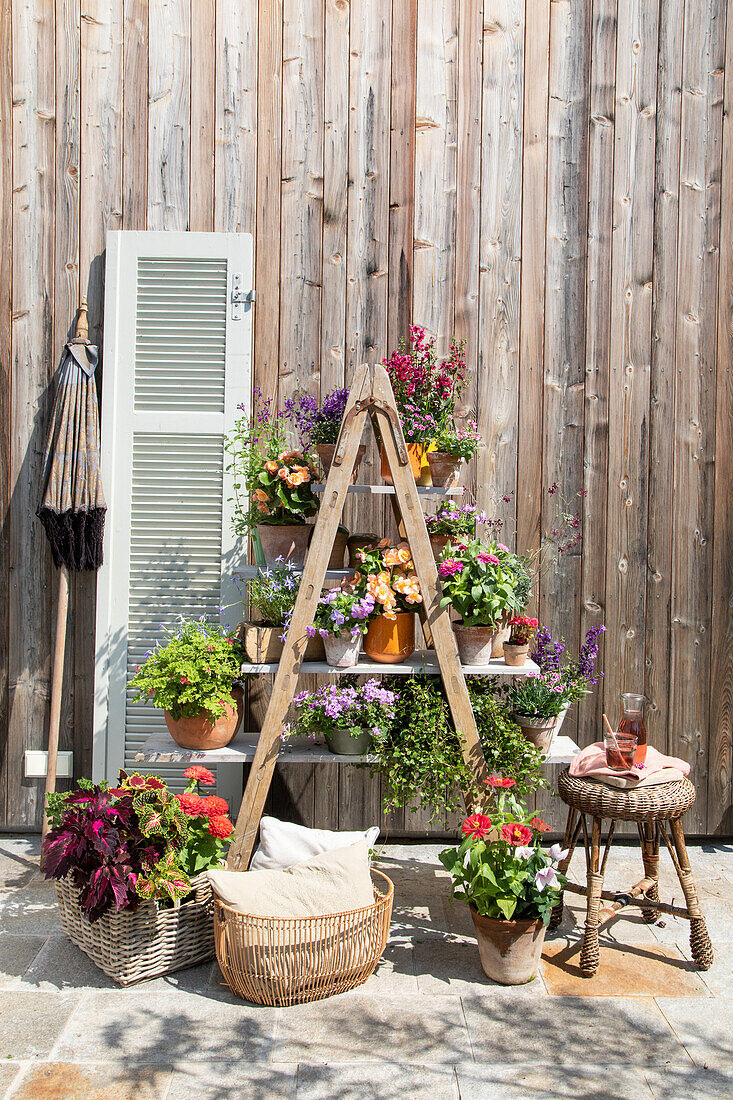 Ladder shelf with flowering plants and rattan furniture in front of a wooden wall in the garden