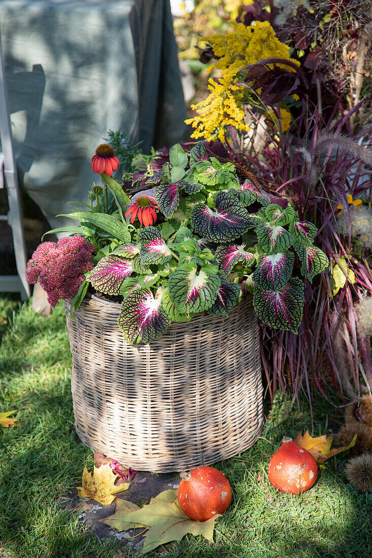 Herbstliche Pflanzendekoration mit Korb und Zierkürbissen im Garten