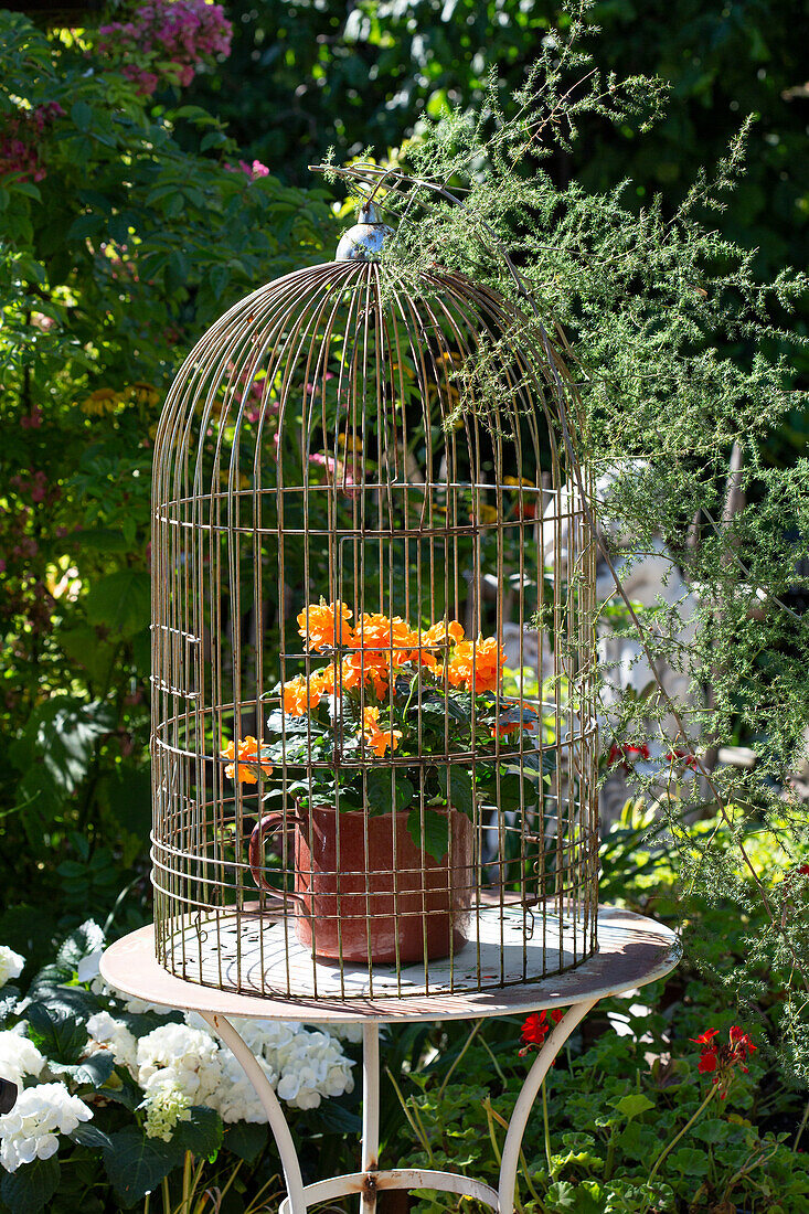 Blühender Topf mit orangefarbenen Blumen in Vogelkäfig auf rundem Gartentisch