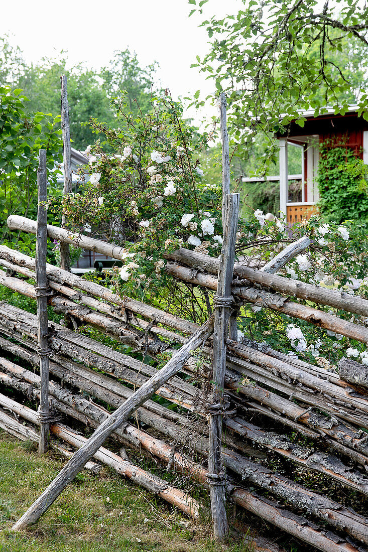 Rustikaler Holzzaun mit Rankrosen im Garten