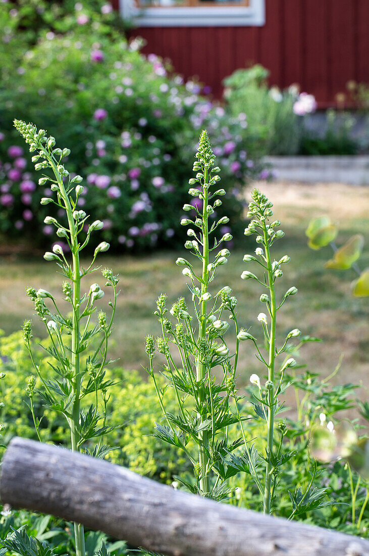 Green garden perennials in front of a red wooden building in summer