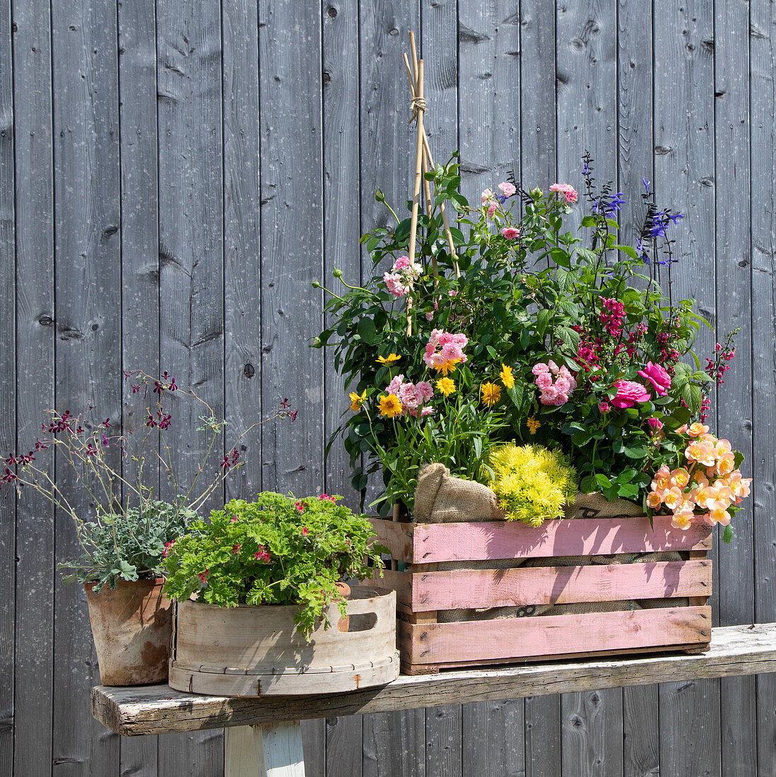 Colourful summer flowers in various wooden boxes in front of wooden wall