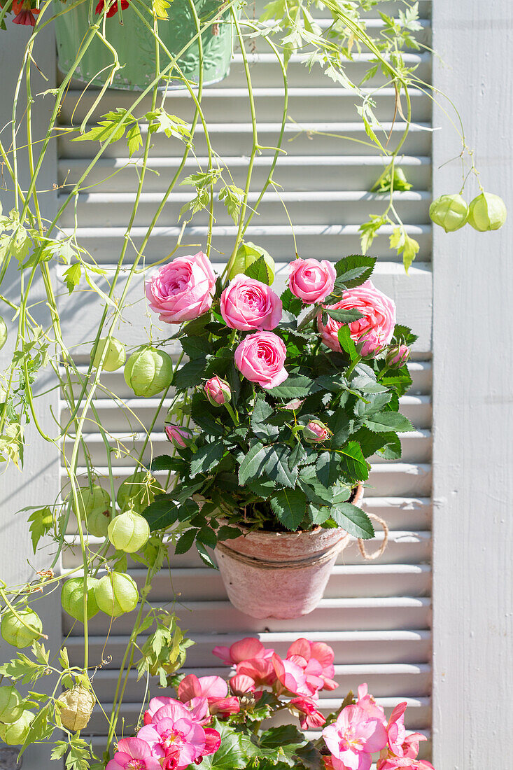 Rose pot on white window shutter