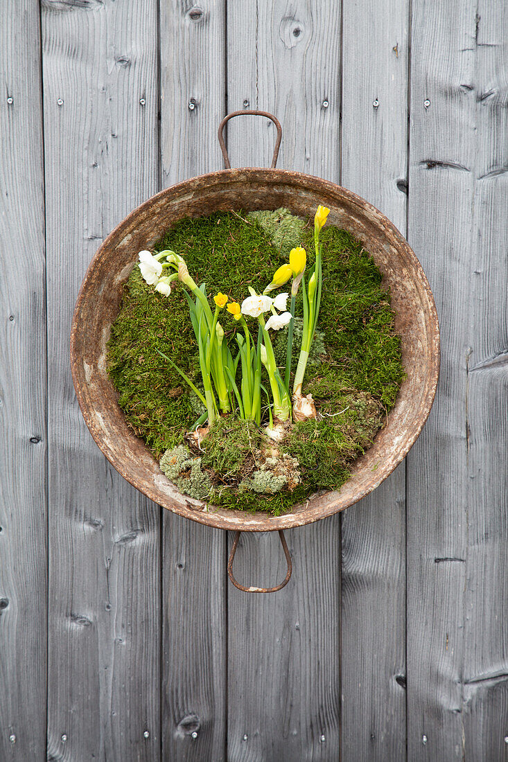 Daffodils (Narcissus) and spring flowers on moss in a rusty metal bowl