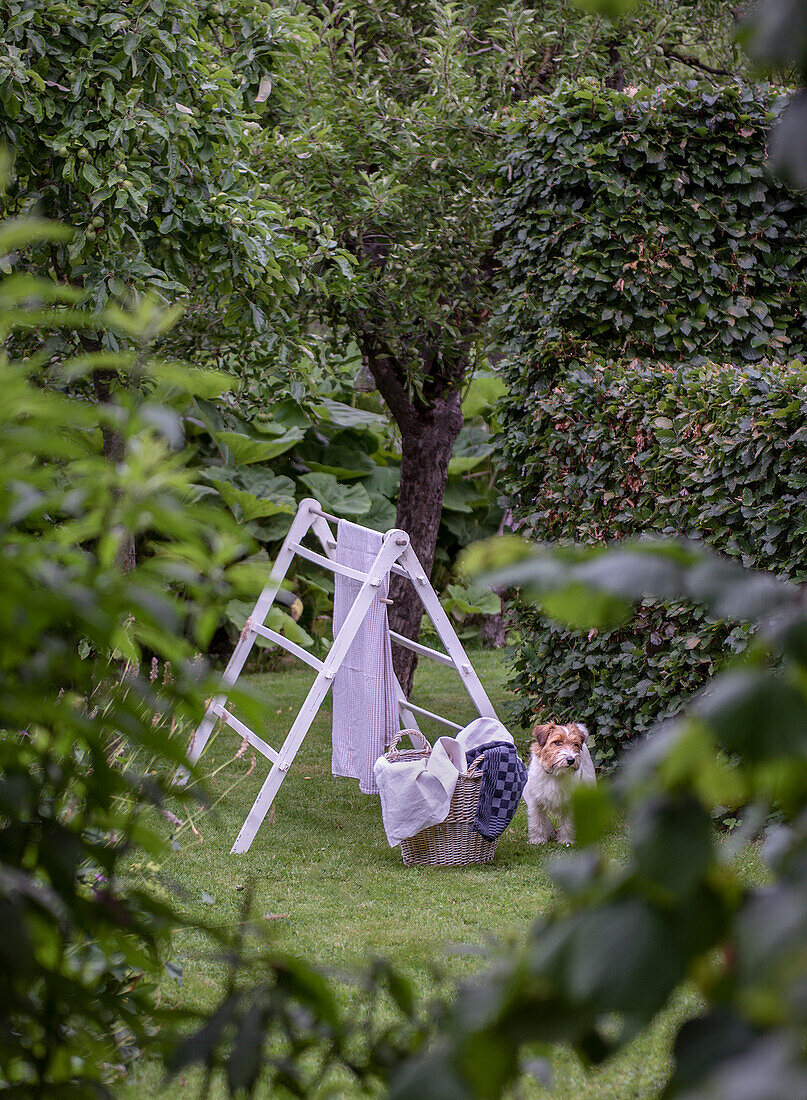 Leiter, Wäschekorb und Hund im grünen Garten