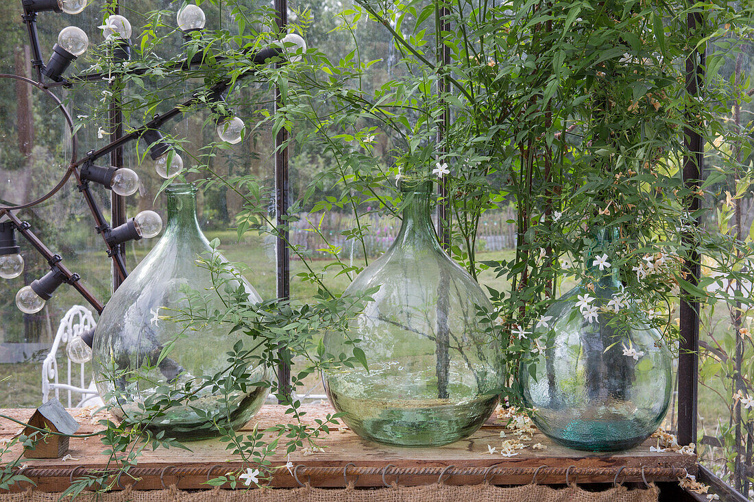 Decorative glass vases with climbing plants and fairy lights in the greenhouse