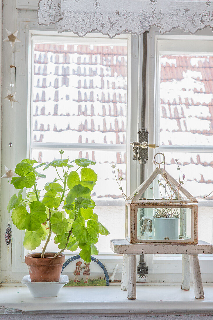 Plant on windowsill next to mini greenhouse