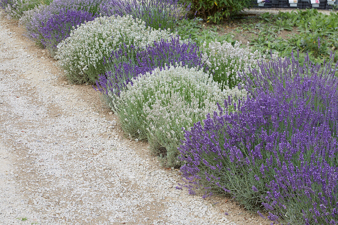 Lavender bed in white and purple
