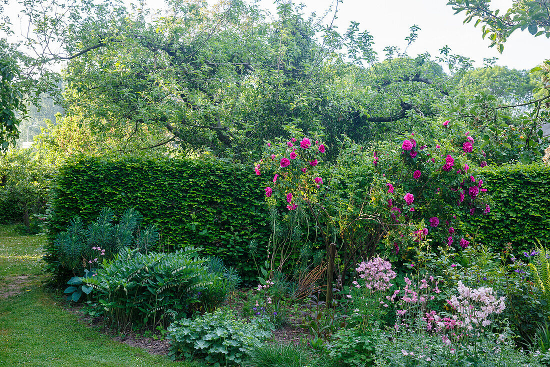 Flowering garden with roses (pink), trees and hedge