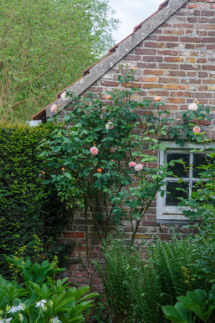 Rosenstrauch mit rosa Blüten an einem Backsteinhaus im Garten