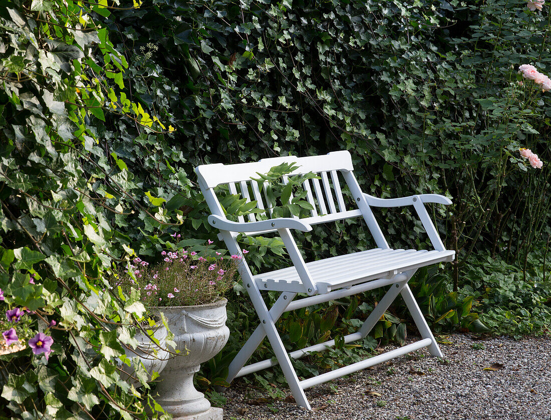 Weiße Gartenbank vor einer Efeuhecke, Amphore mit Blumen