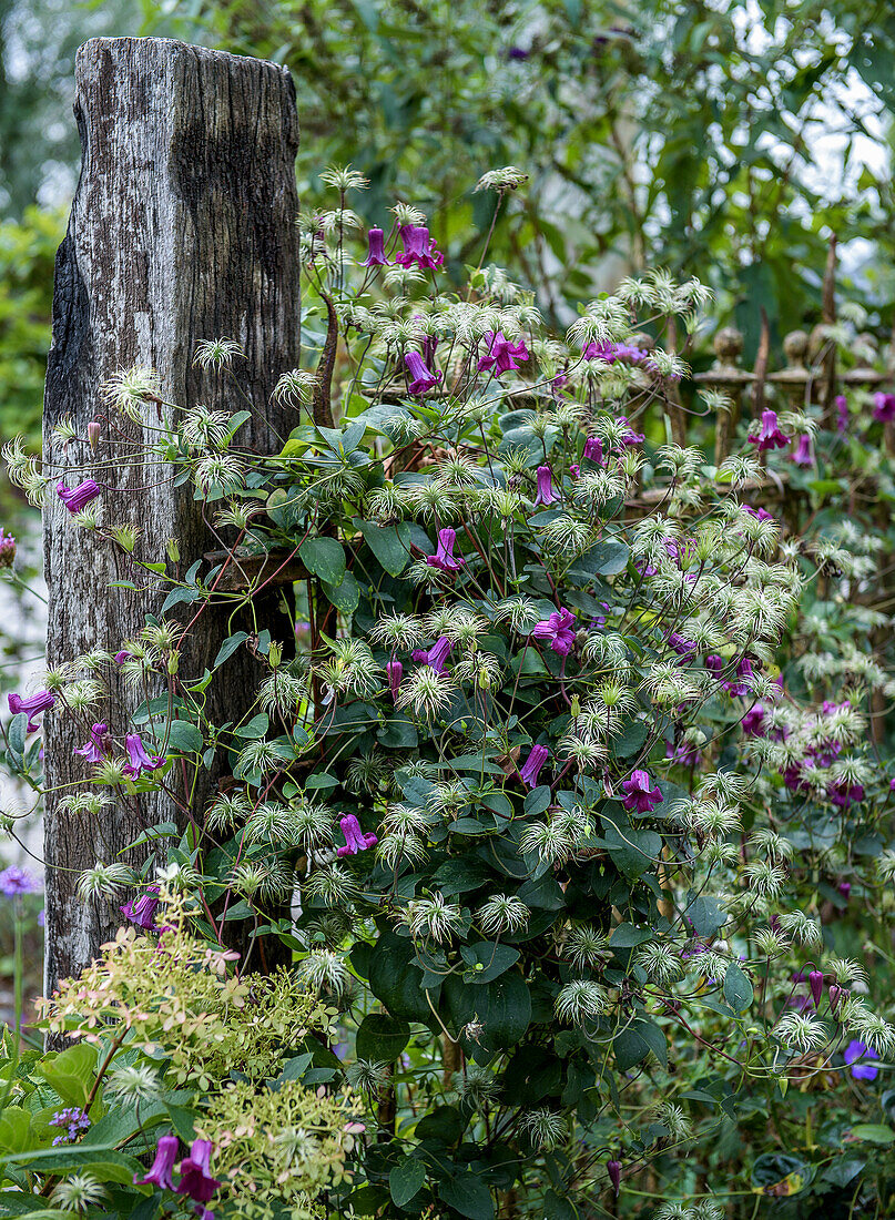 Clematis on a weathered wooden fence in the garden