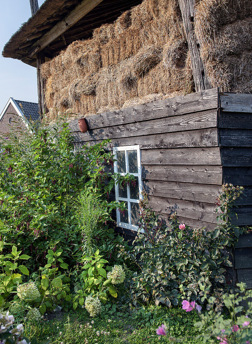 Old wooden shed with hay bales and cottage garden