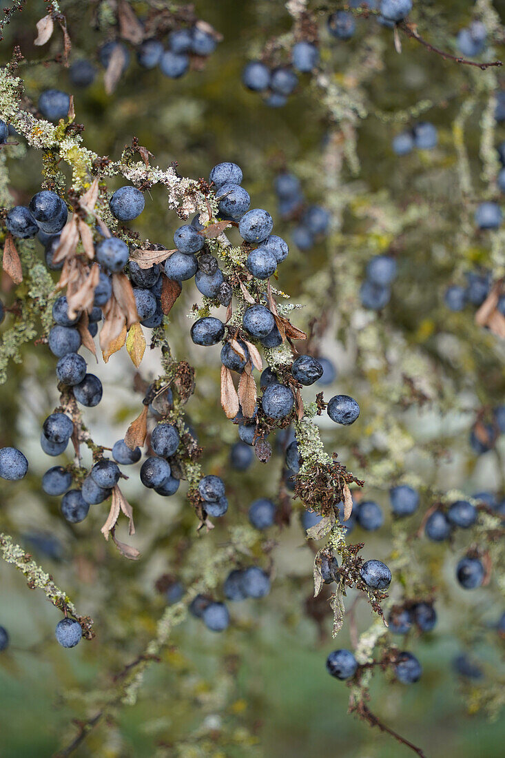 Sloe berries on the bush