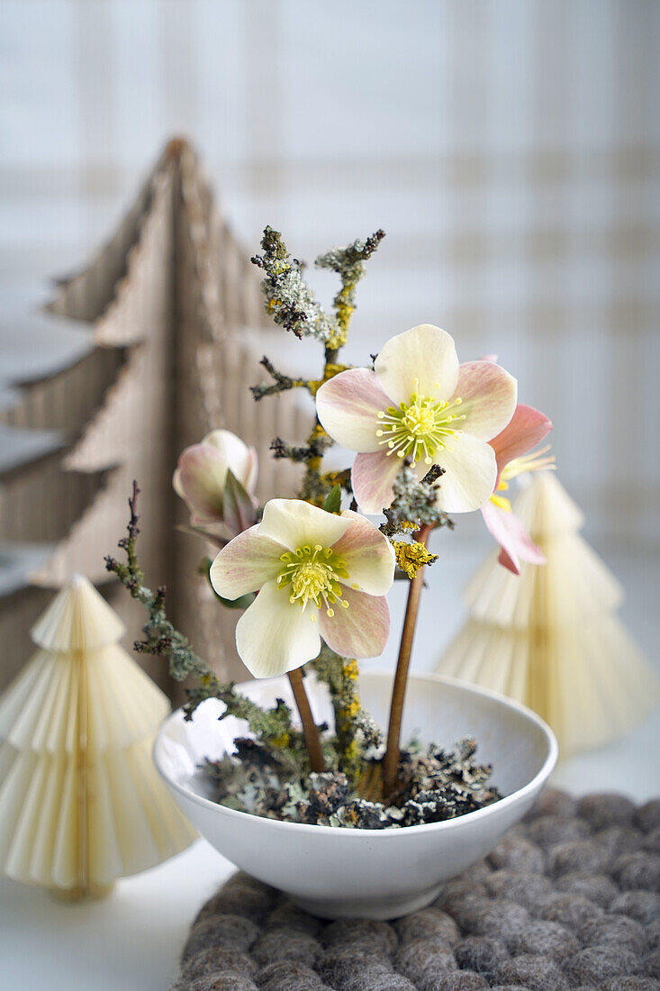 Christmas rose arrangement (Helleborus) in a white bowl with decorative paper trees