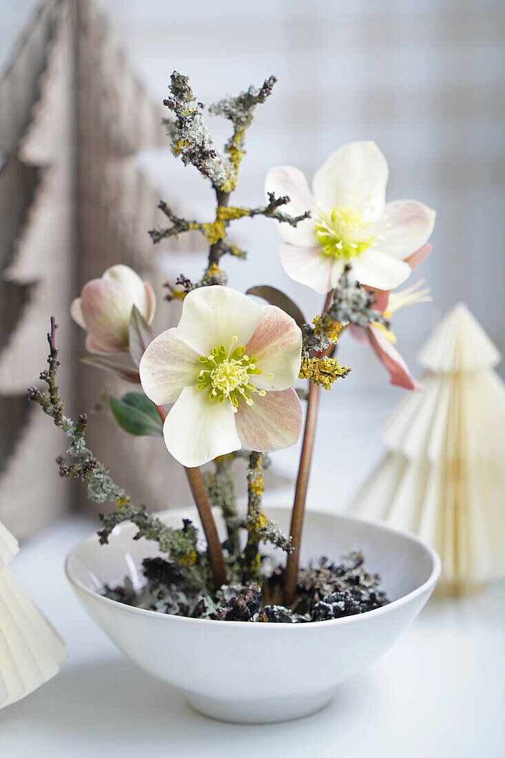 Christrosen (Helleborus) in weißer Schale mit Dekoästen und Papierbäumen