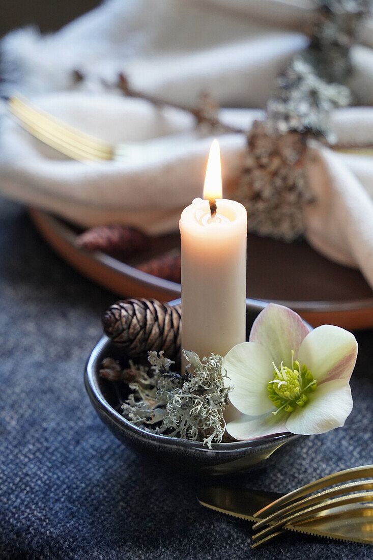 Brennende Kerze und Helleborus (Helleborus) mit Zapfen auf dunklem Stoff