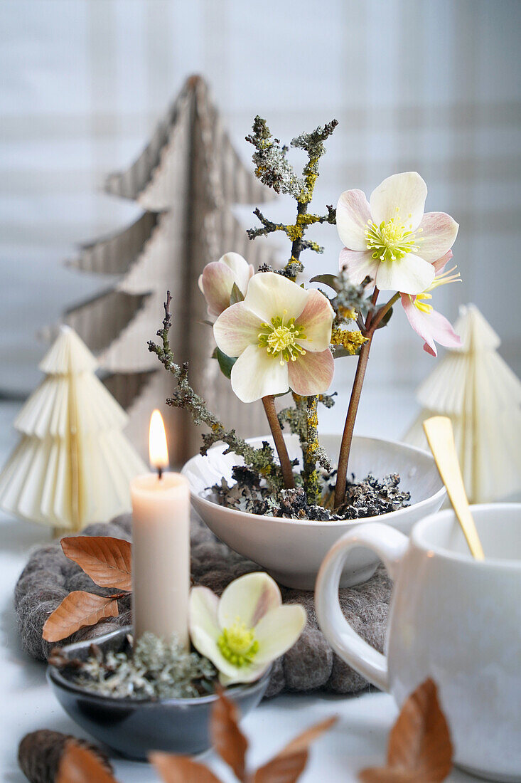 Christmas decoration with Christmas roses (Helleborus), candle and paper trees