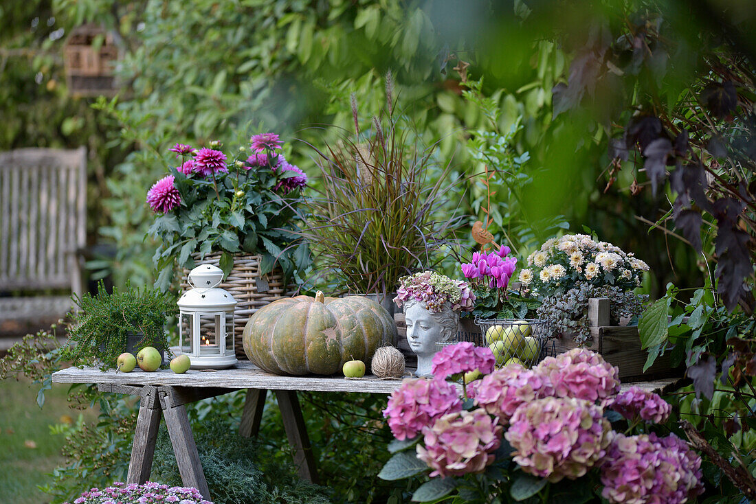 Herbstliche Gartendeko mit Kürbis, Hortensien (Hydrangea), Büste, Äpfel, Windlicht und Chrysanthemen auf Holztisch