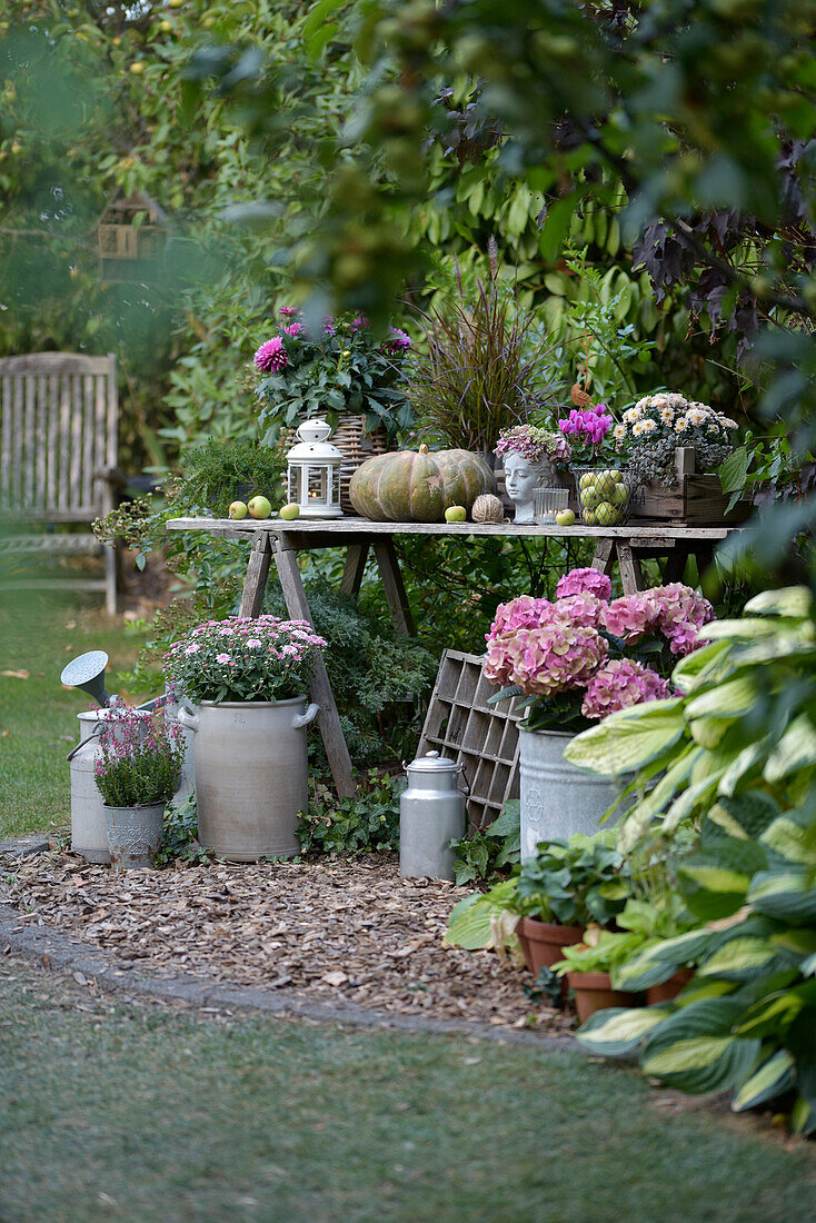 Herbstliche Gartendeko mit Kürbissen, Hortensien (Hydrangea), Erika, Äpfel, Windlicht auf Holztisch und alte Milchkannen als Deko im Garten