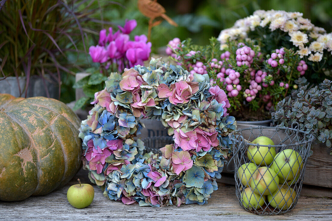 Autumn decoration with hydrangea wreath, apples in a basket and flower pots with snowberry, cyclamen and pumpkin on the patio