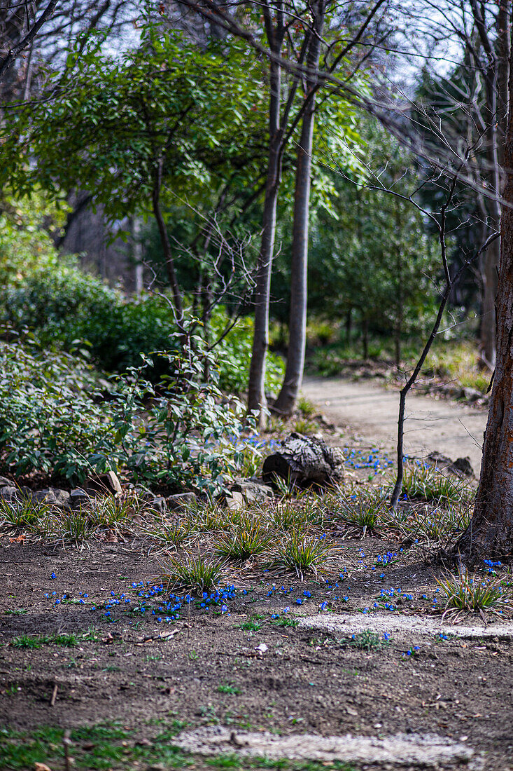 Forest path with flowering Scilla siberica in spring