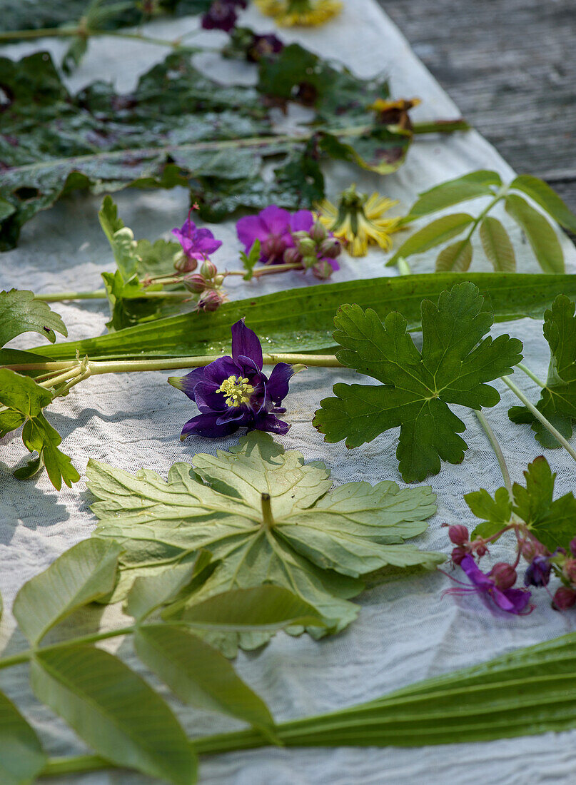 Pressed leaves and flowers on linen cloth