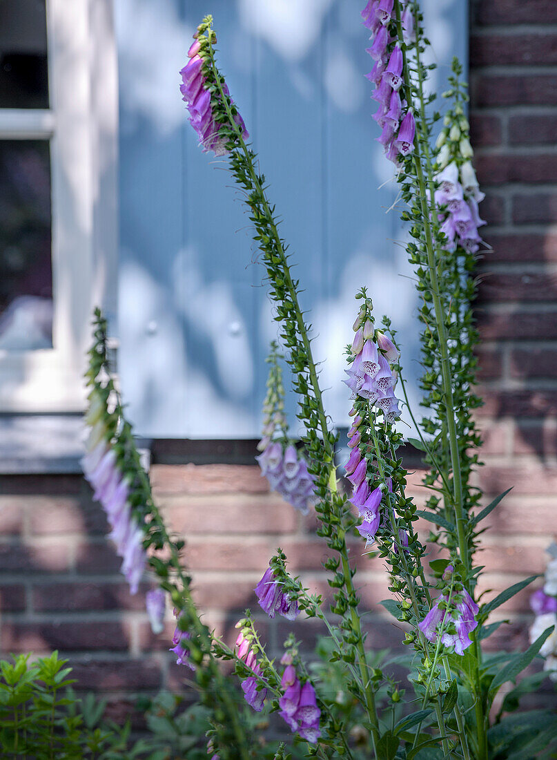 Foxglove in front of a brick wall in the summer garden