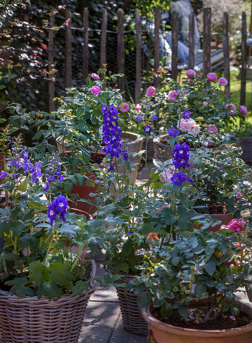 Rittersporn und Rosen in Töpfen auf Terrasse im Sommer