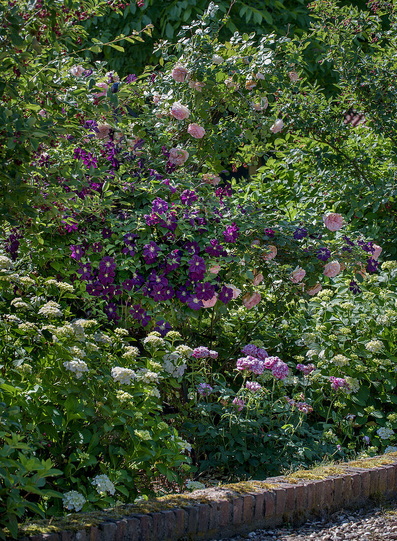 Rose garden with clematis and hydrangeas in full bloom