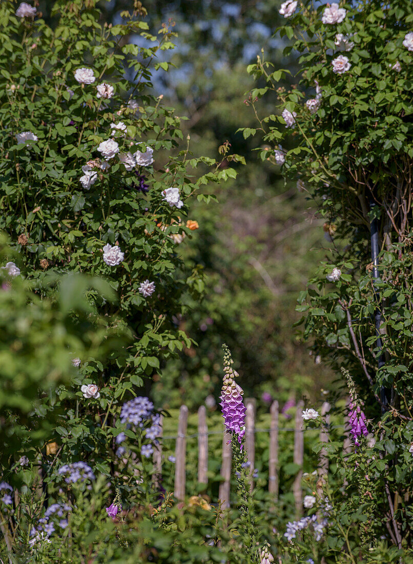 Flowering garden with foxglove and roses in front of wooden fence