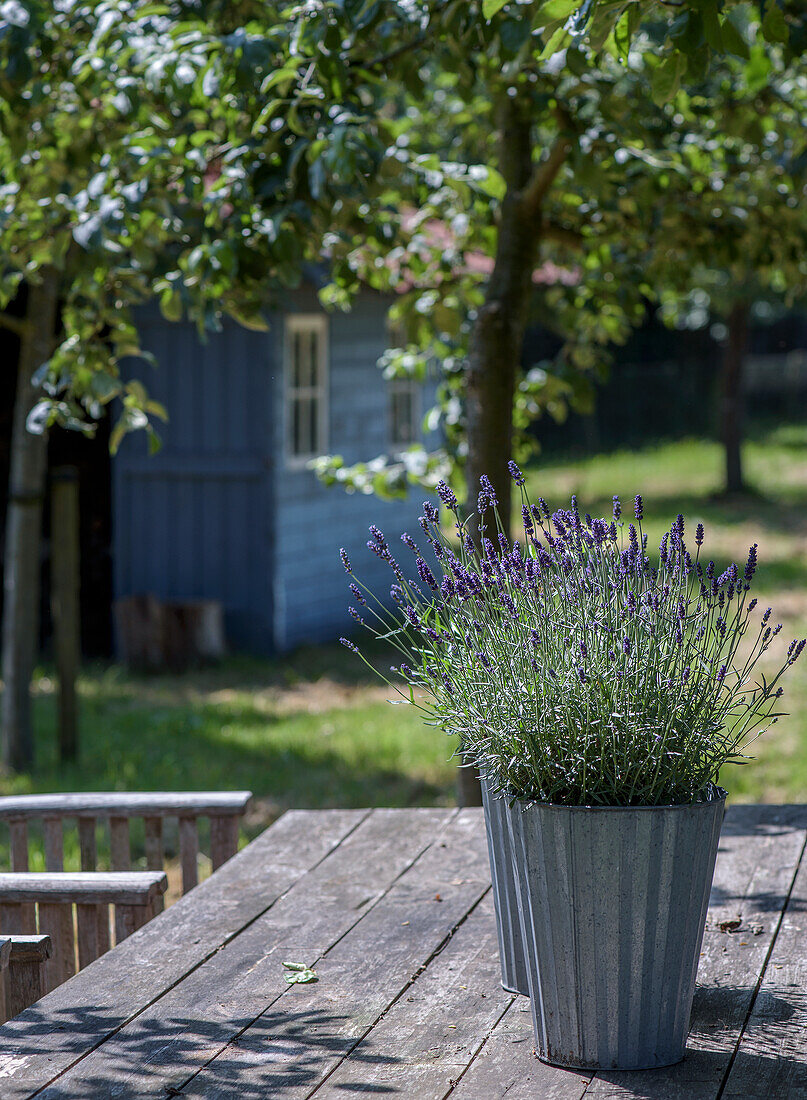 Lavender (Lavandula) in zinc planters on a wooden table in the garden