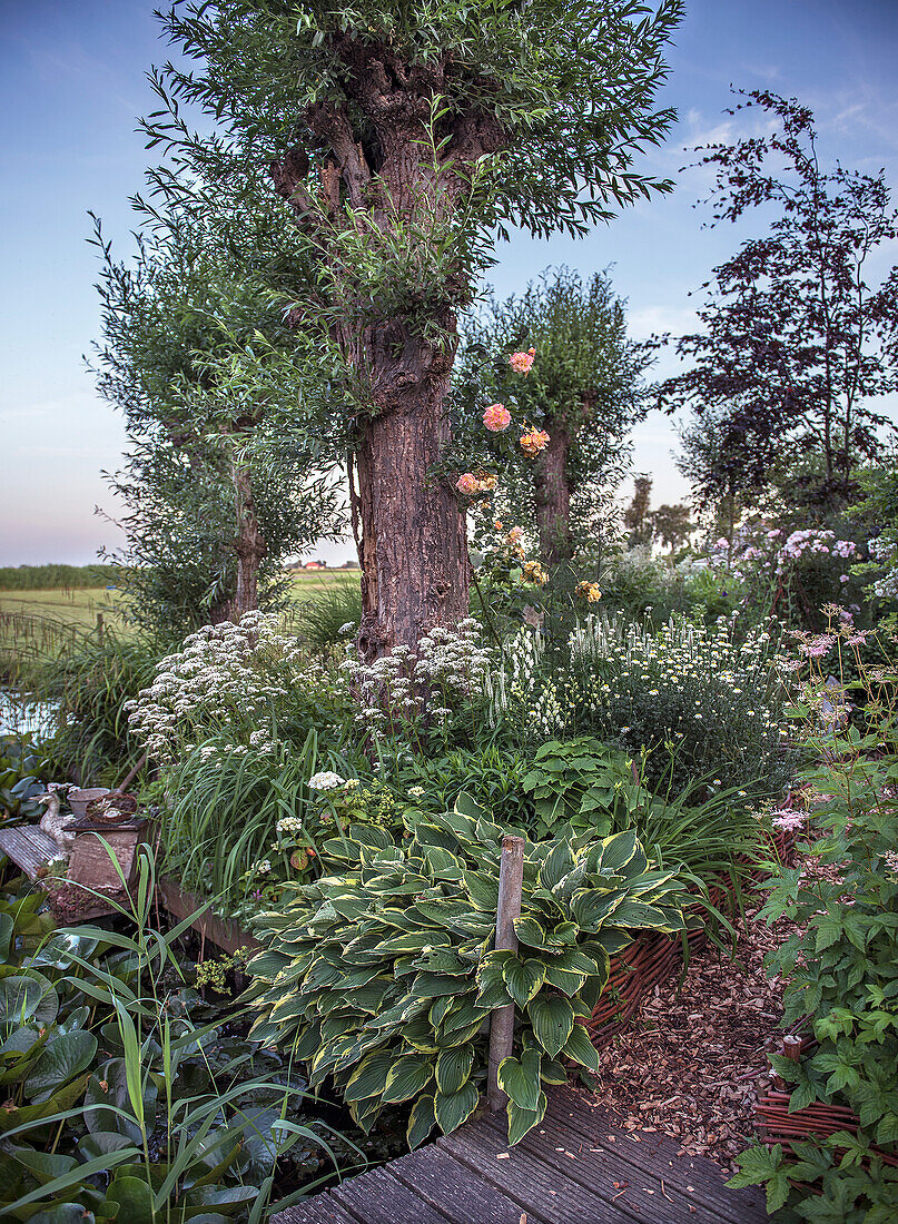 Lush garden planting with flowering perennials next to pollarded willow