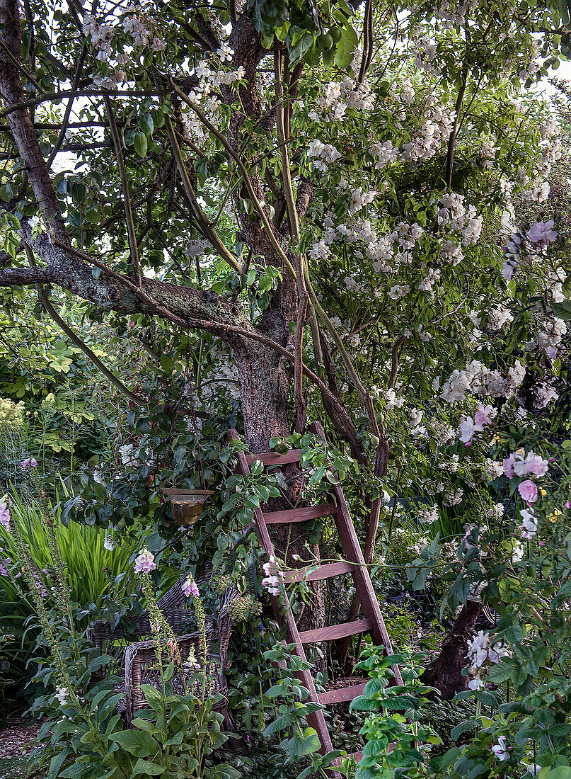 Leiter an blühendem Apfelbaum im sommerlichen Garten