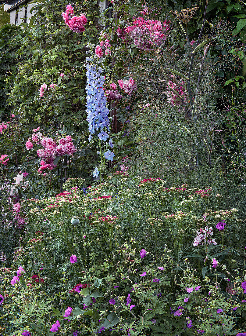 Garden corner with flowering delphinium and roses