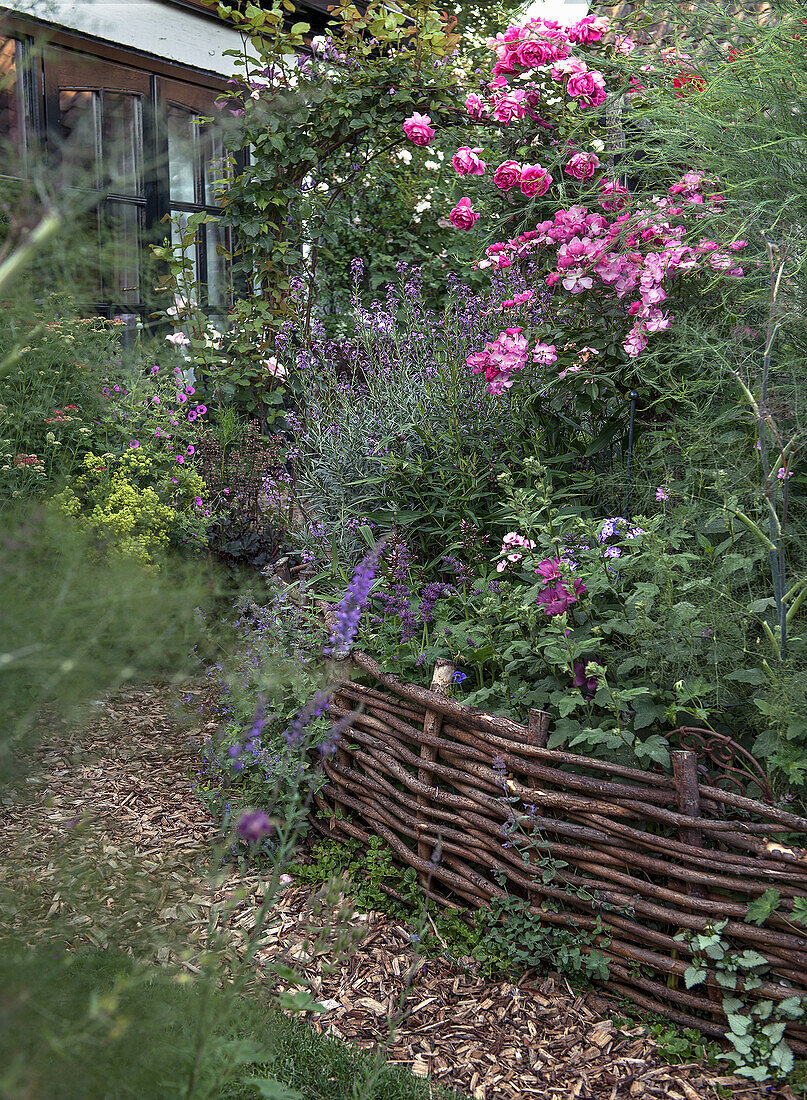 Romantic cottage garden with wicker fence and blooming roses