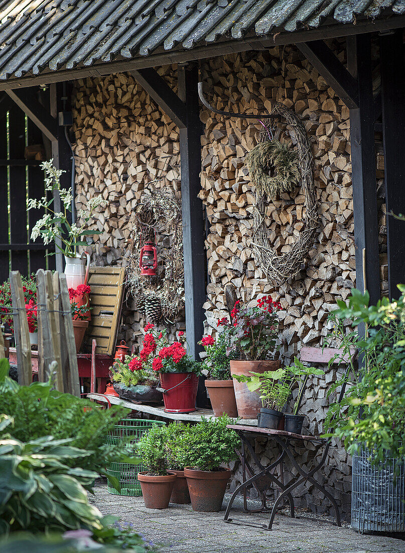 Decorative flower pots with red geraniums in front of a wall of stacked logs