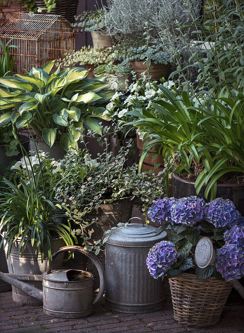 Lush garden plants in pots with decorative zinc containers