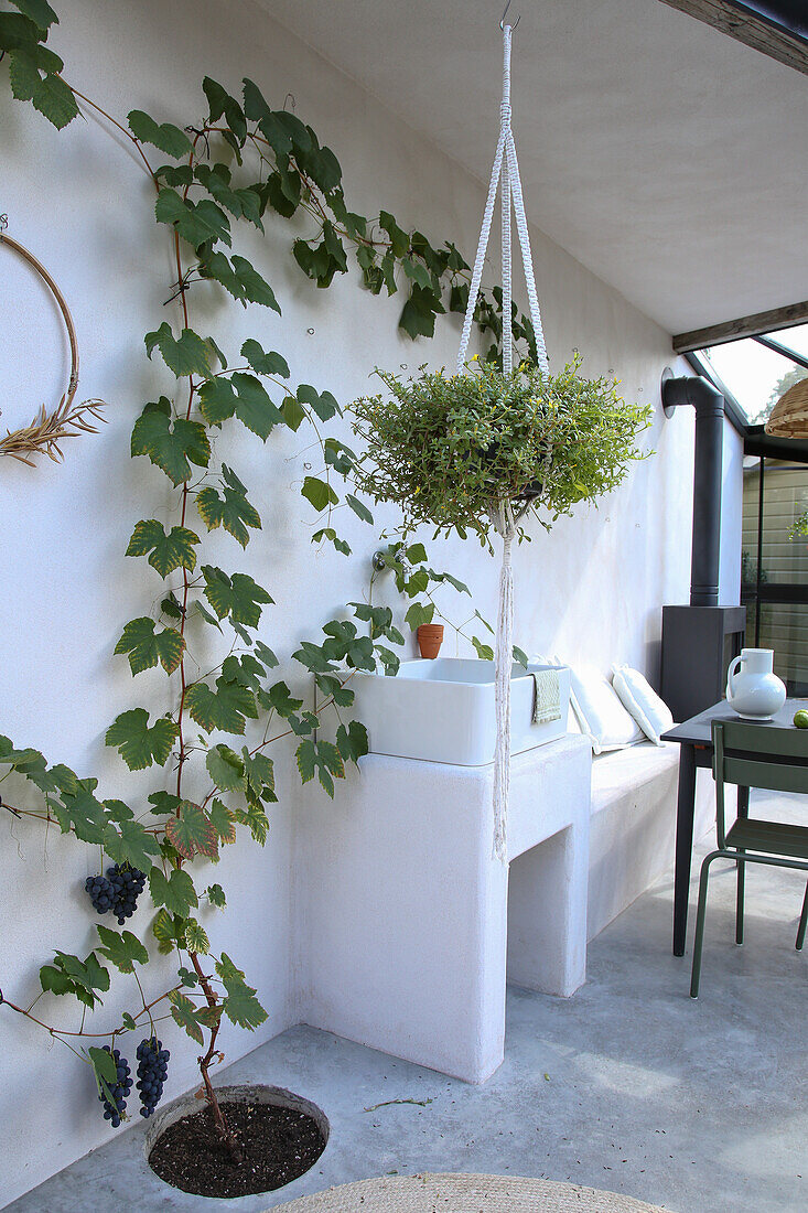 hanging basket and climbing plant in conservatory with sink