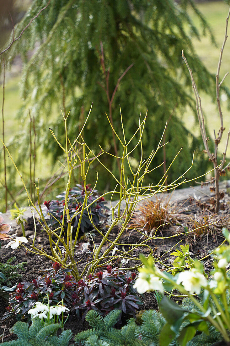 Frühlingsgarten mit kahler Hortensie (Hydrangea) und Schneeglöckchen im Beet