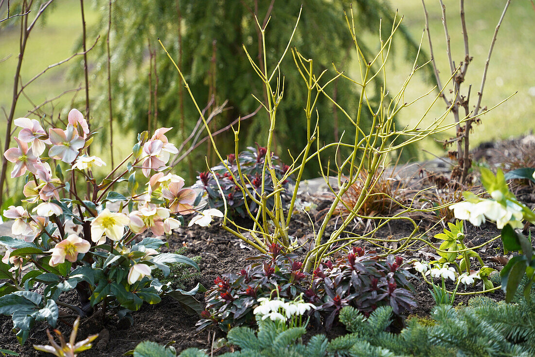 Blumenbeet mit Christrosen (Helleborus niger), kahler  Gelbholz-Hartriegel (Cornus sericae) 'Flaviramea' und Schneeglöckchen im Gartenbeet