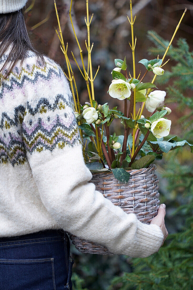 Woman holding woven flower pot with Christmas roses (Helleborus niger)