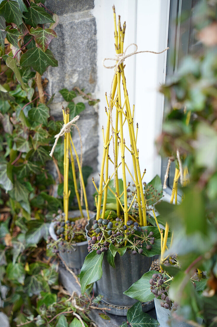 Pflanzkübel mit gelbem Hartriegel (Cornus) und Efeu (Hedera) am Hauseingang