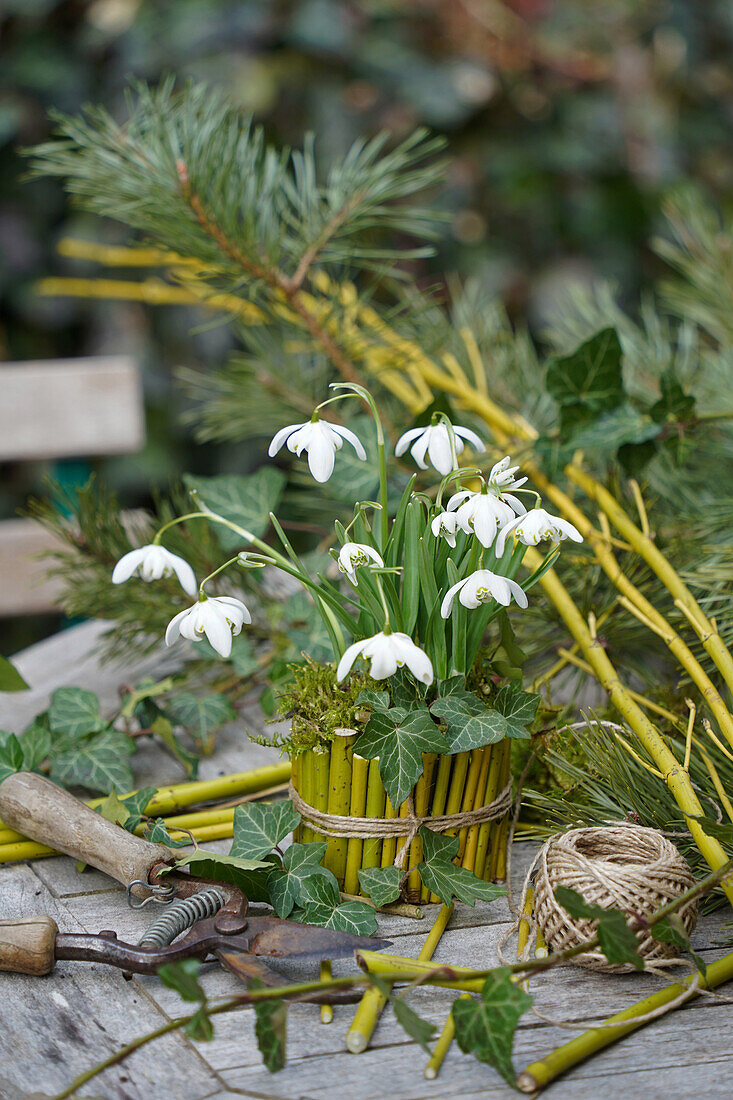 Schneeglöckchen (Galanthus) in selbstumwickeltem Bambustopf auf Holztisch im Garten